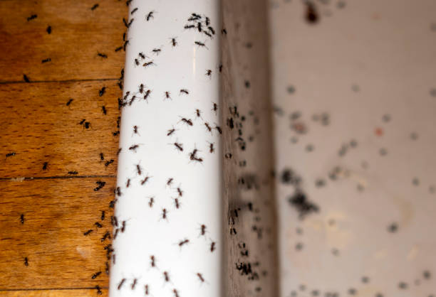 Best Termite Control Services  in Moody, AL