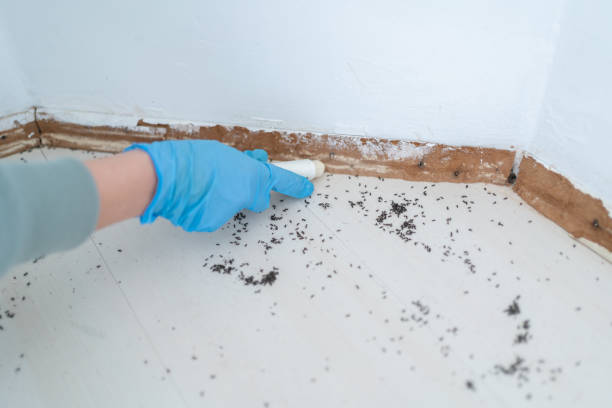 Best Mosquito Control Services  in Moody, AL